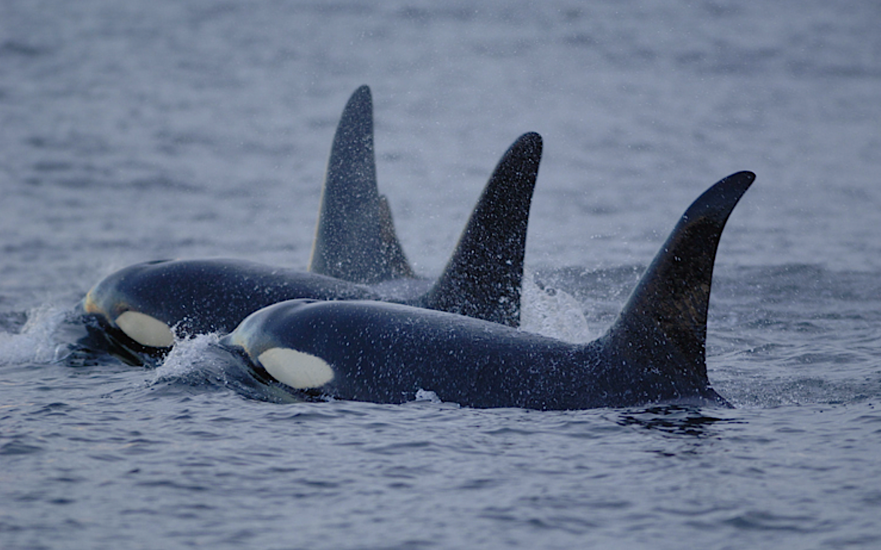 image: orca pod.